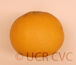 Kao Pan pummelo (CRC 2242) 4003