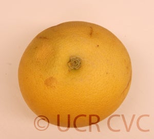 Kao Pan pummelo (CRC 2242) 4004