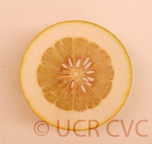 Kao Pan pummelo (CRC 2243) 6001