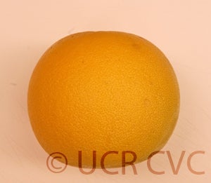 Kao Pan pummelo (CRC 2243) 6003