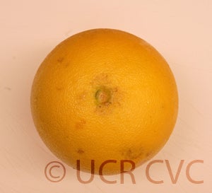 Kao Pan pummelo (CRC 2243) 6004