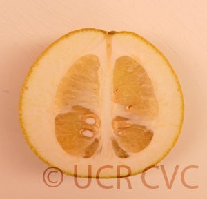 Kao Pan pummelo (CRC 2249) 14001