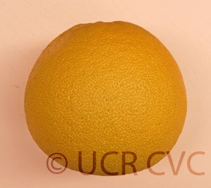 Kao Pan pummelo (CRC 2249) 14003