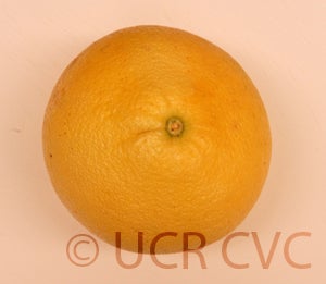 Kao Pan pummelo (CRC 2349) 10004