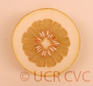 Kao Pan pummelo (CRC 2249) 9002