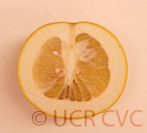 Kao Pan pummelo (CRC 2356) 002