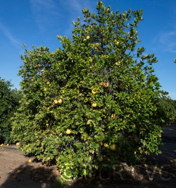 Kao Pan pummelo (CRC 2242) 002