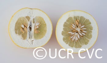 Kao Pan pummelo (CRC 2242) 005