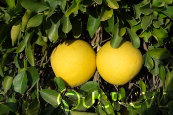 Kao Pan pummelo (CRC 2243) 003