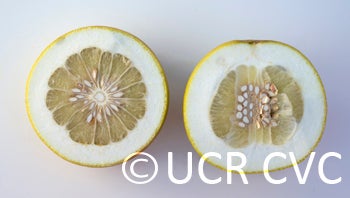 Kao Pan pummelo (CRC 2243) 004