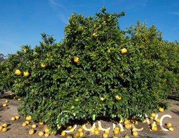 Kao Pan pummelo (CRC 2248) 001