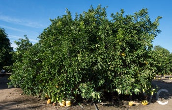 Kao Pan pummelo (CRC 2249) 001