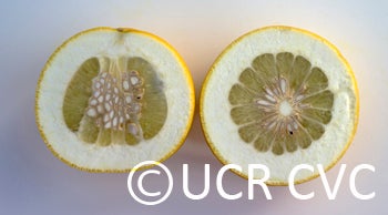 Kao Pan pummelo (CRC 2249) 007