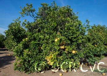 Kao Pan pummelo (CRC 2349) 001