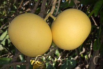 Kao Pan pummelo (CRC 2349) 004