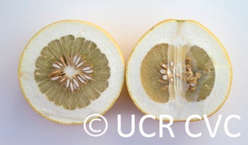 Kao Pan pummelo (CRC 2349) 005