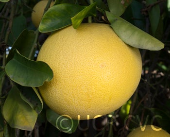 Kao Pan pummelo (CRC 2355) 004