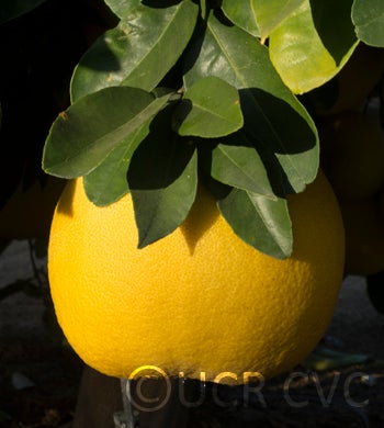 Kao Pan pummelo (CRC 2356) 004