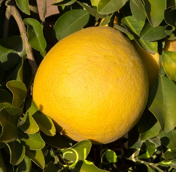 Kao Pan pummelo (CRC 2356) 007