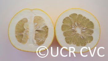 Kao Pan pummelo (CRC 2356) 008