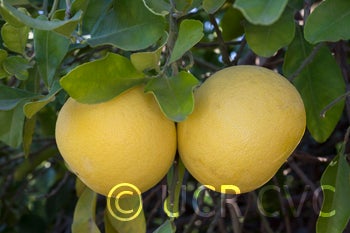 Kao Pan pummelo (CRC 3948) 004