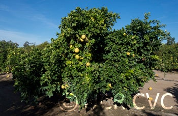 Kao Phuang pummelo (CRC 2352) 001