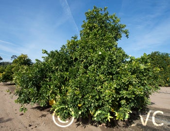 Kao Phuang pummelo (CRC 3926) 002