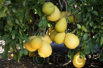 Kao Phuang pummelo (CRC 3926) 003