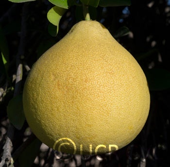 Kao Ruan Tia pummelo (CRC 2350) 003