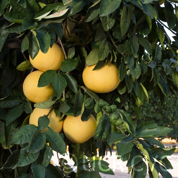 Kao Ruan Tia pummelo (CRC 2351) 003