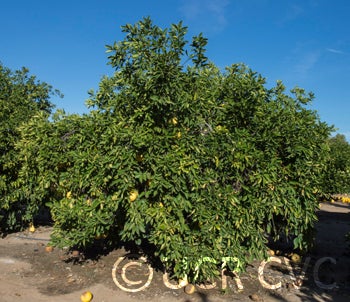 Karn Lau Yau pummelo 001