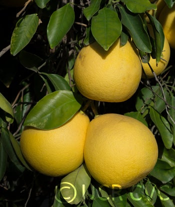 Karn Lau Yau pummelo 004