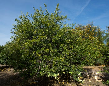 Kawachi Bankan pummelo 001