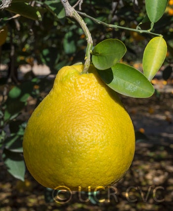 Kawachi Bankan pummelo 003