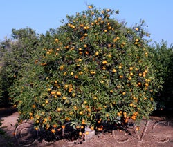 Kawano Wase Satsuma mandarin 000