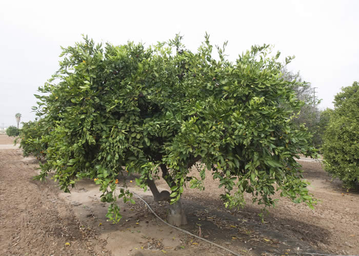 Kawano Wase Satsuma mandarin 001