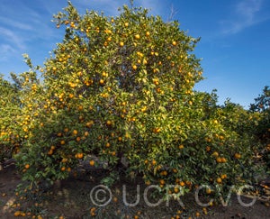 Khalily sweet orange 002