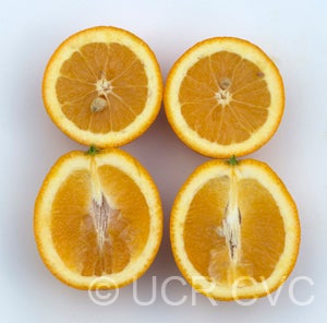 Khalily sweet orange 004