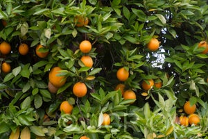 Khalily sweet orange 006