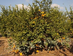 Khoubs-el-arsa rough lemon (CRC 2477) 001