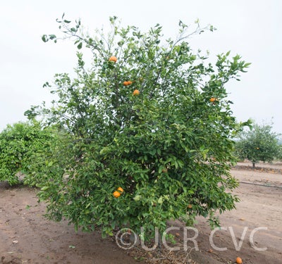 Kincy mandarin CRC 4144 02