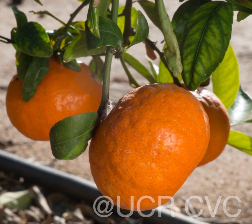 king_mandarin_hybrid_crc_3845_003.jpg