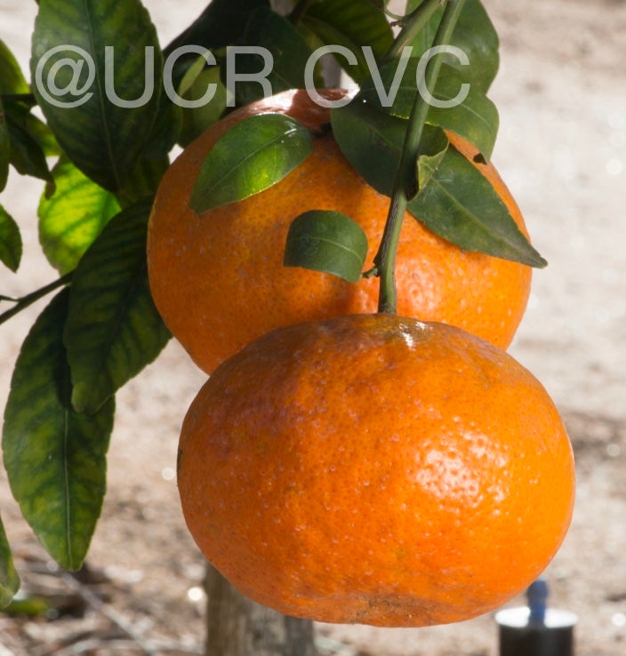 king_mandarin_hybrid_crc_3845_004.jpg