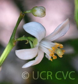 King Tangor CRC 3845 001.jpg