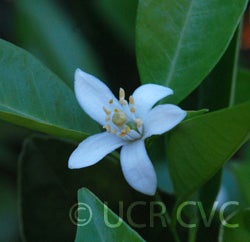 King Tangor CRC 3845 002.jpg