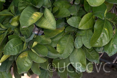 Kinkoji unshiu mandarin (graft) hybrid CRC 3816 006
