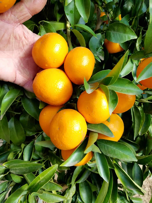 KinnowLS mandarin CRC 4236 with Jim Gordon