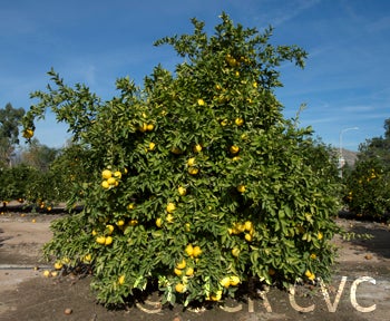 Kinokawa Buntan pummelo CRC 3978 001