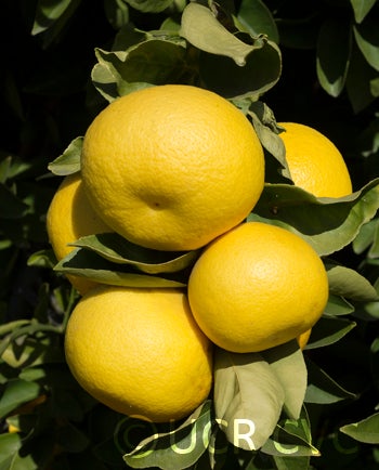 Kinokawa Buntan pummelo CRC 3978 004