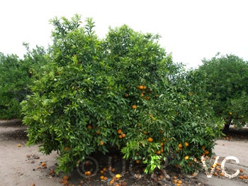 Kiyomi tangor CRC 3952 002